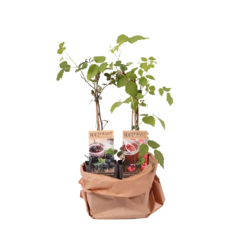 Set fruitplanten
