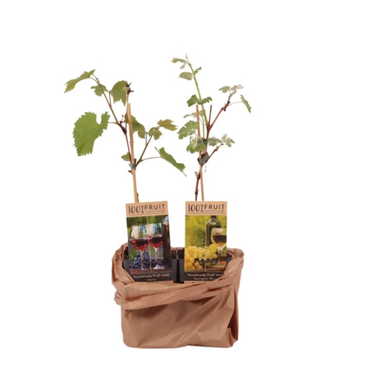 Set fruitplanten