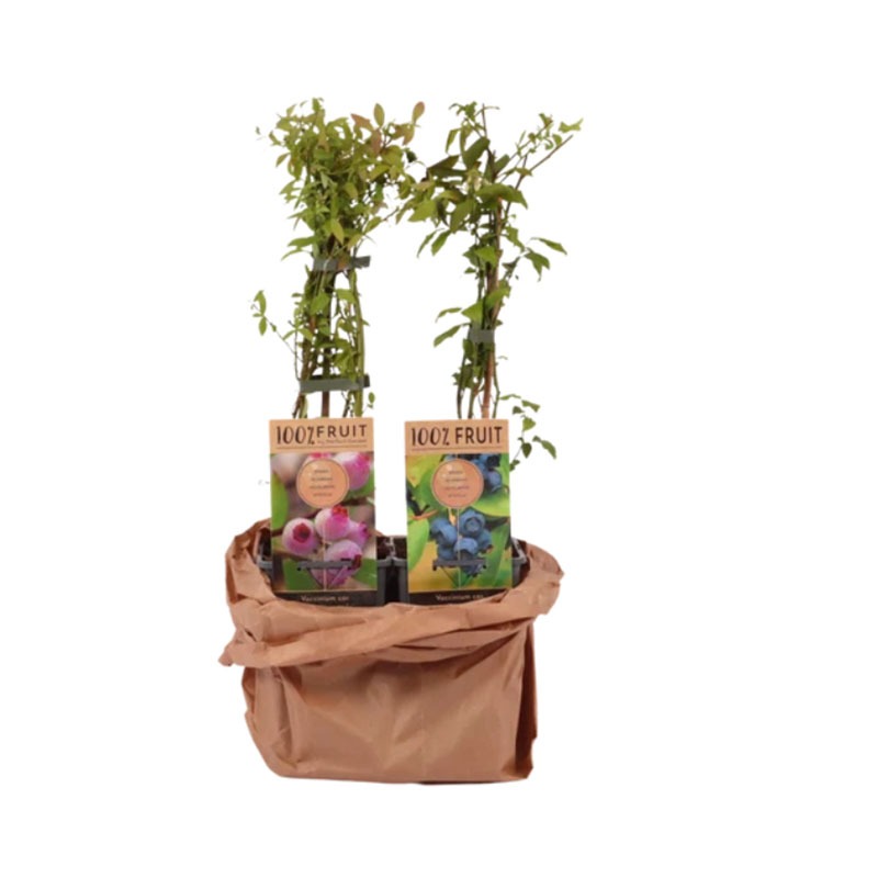 Set fruitplanten