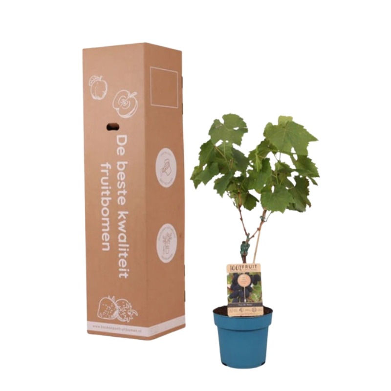 Druivenstruik