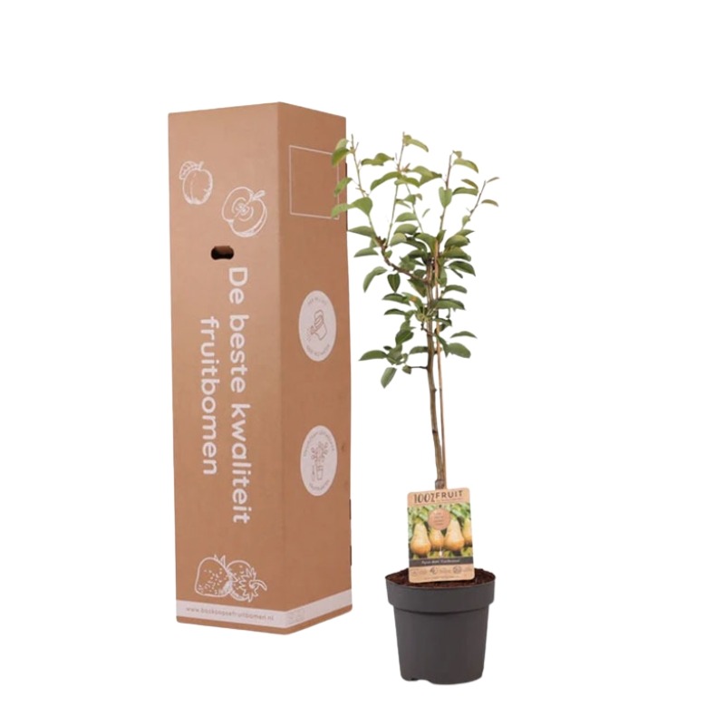 Perenboom