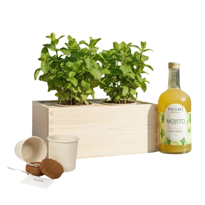 Mojito Kweekcadeau