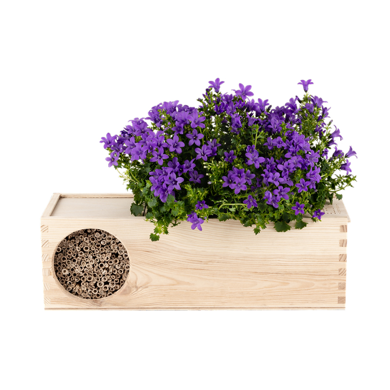 Blooms & Bees