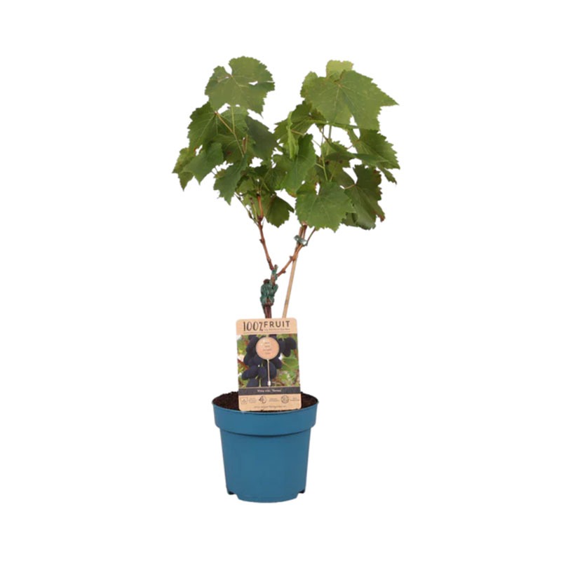 Druivenstruik
