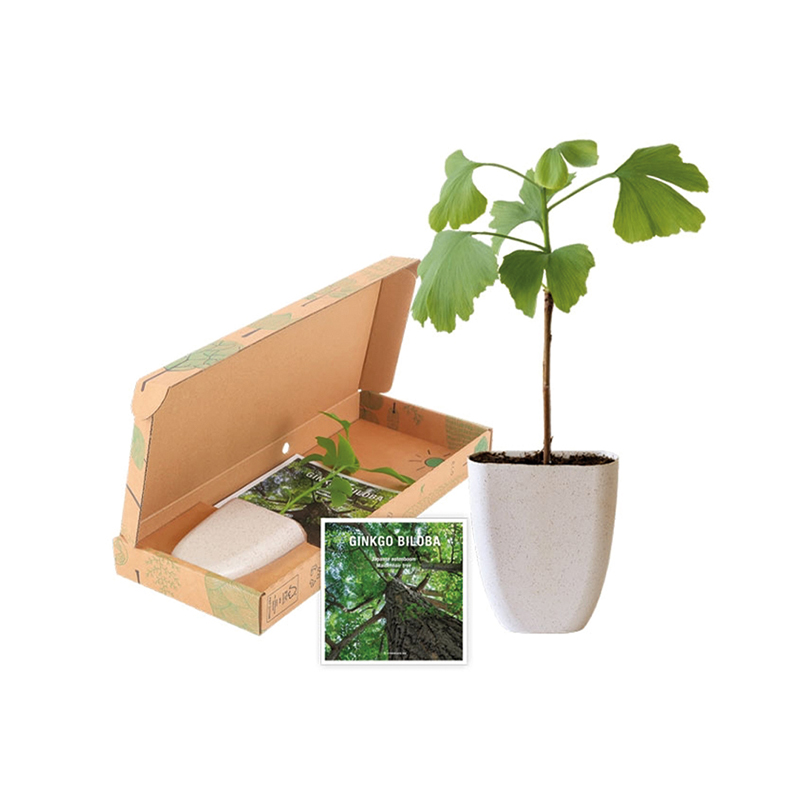 Ginkgo Biloba