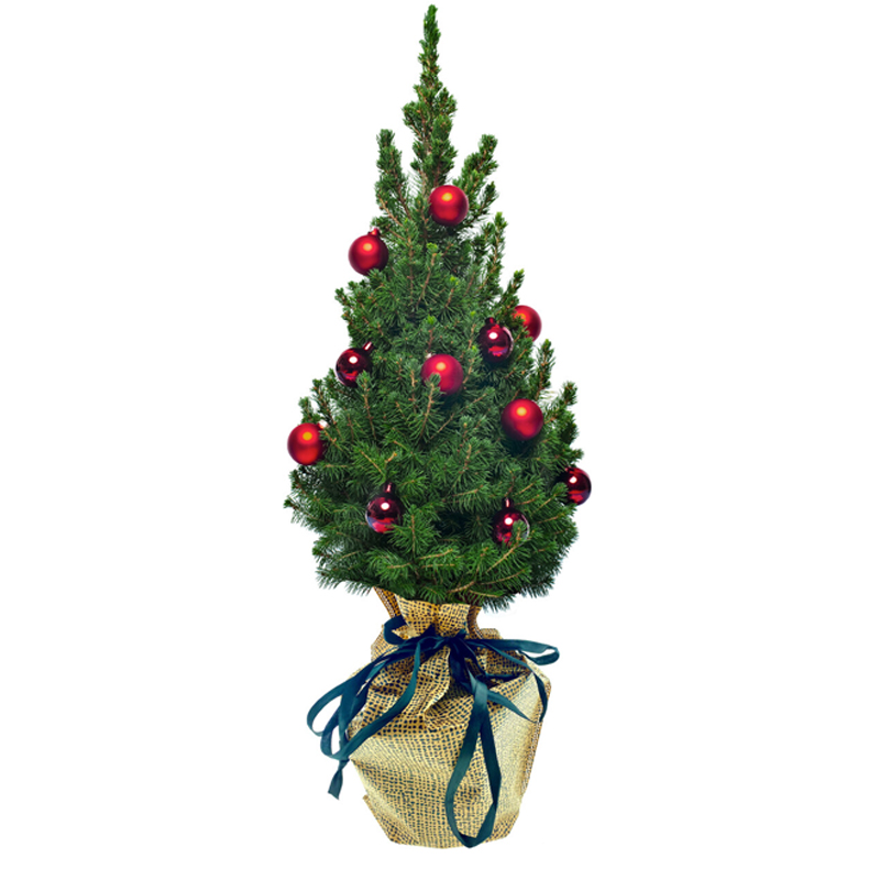 kerstboom