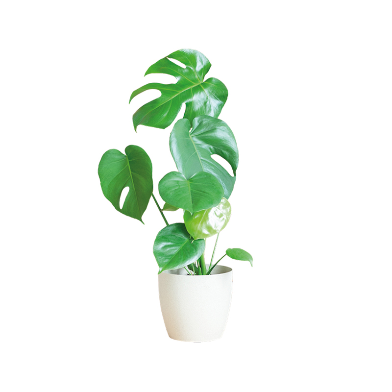 Monstera