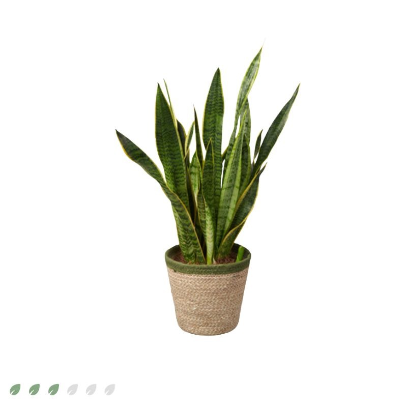 Blijvend groen