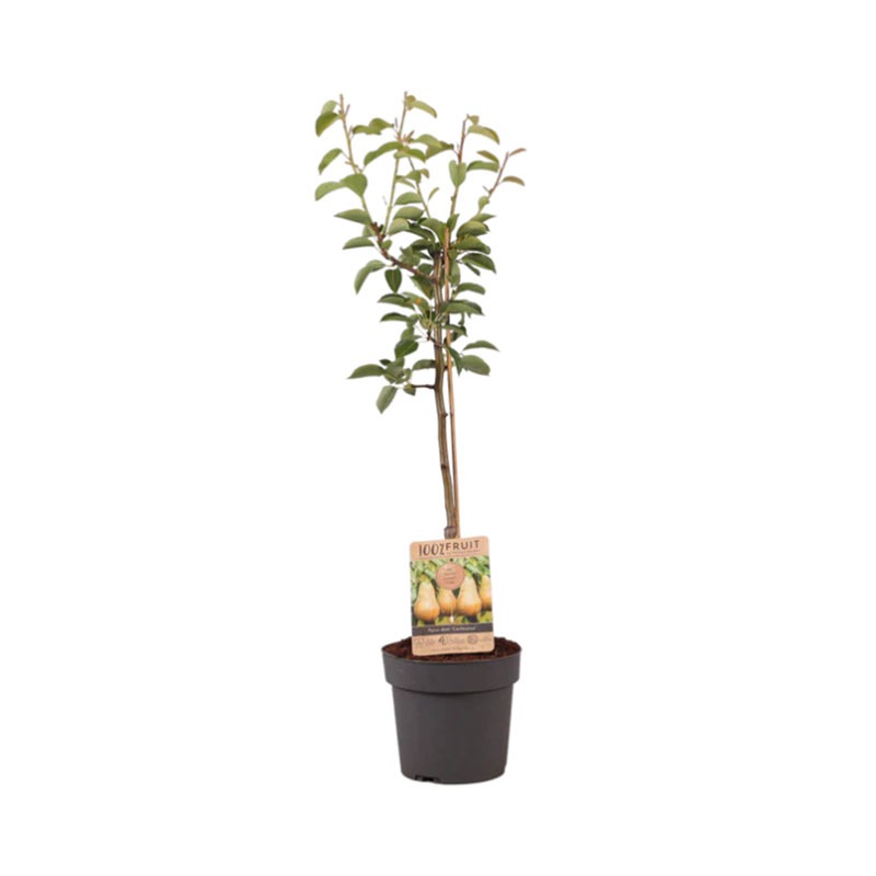 Perenboom