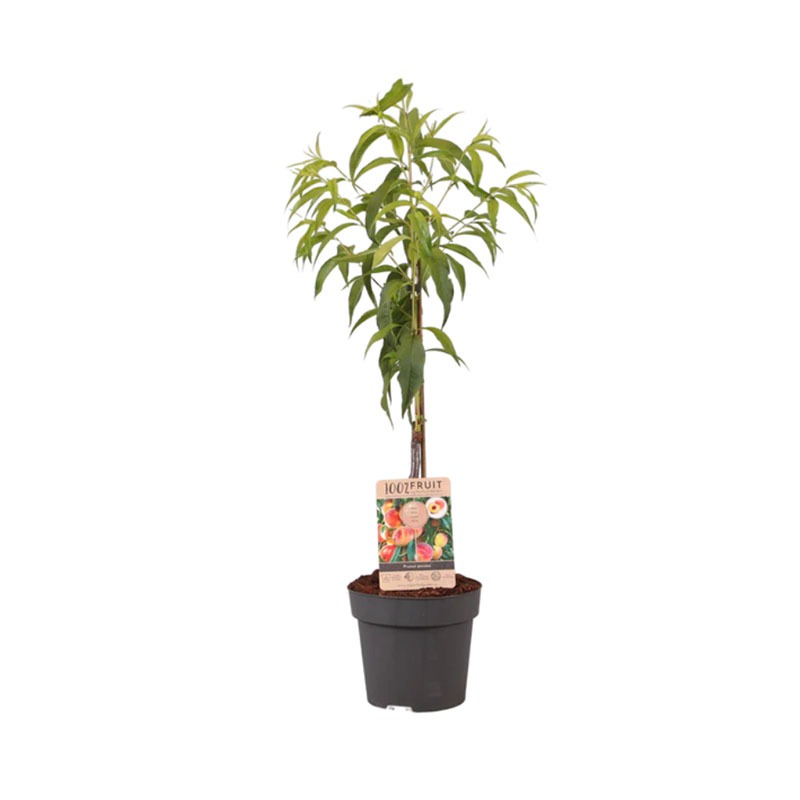 Perzikboom