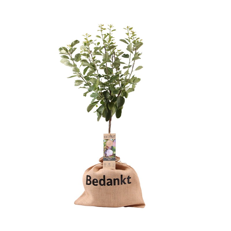 Pruimenboom