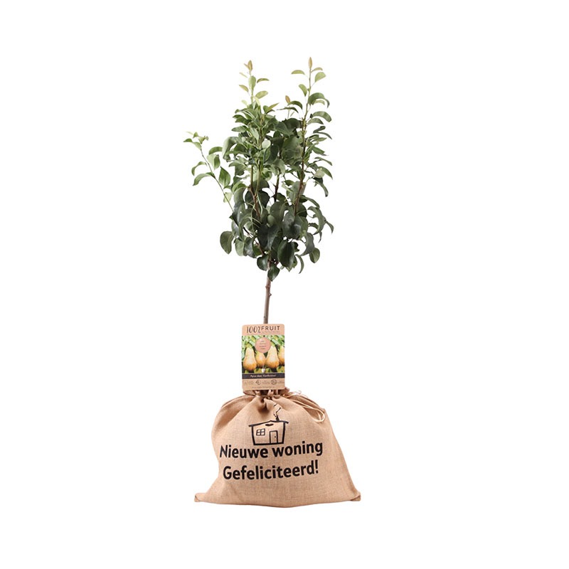Perenboom