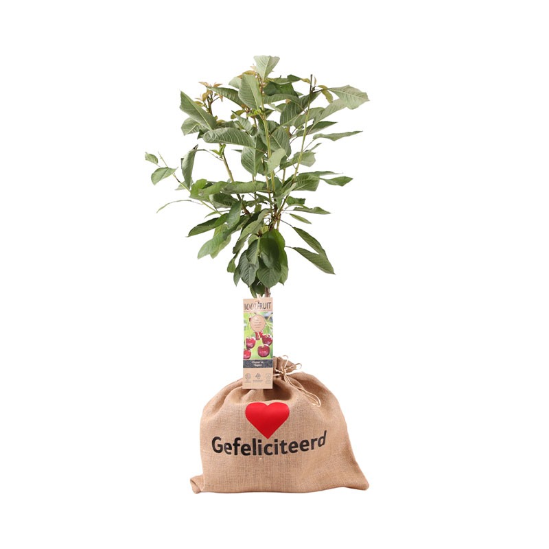 Kersenboom
