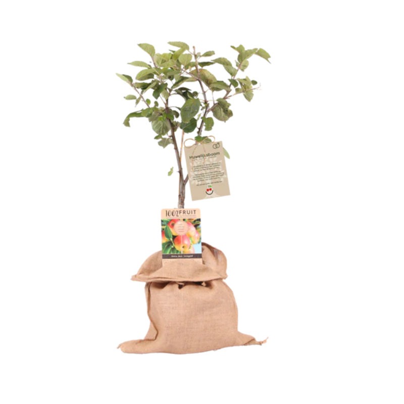 Appelboom