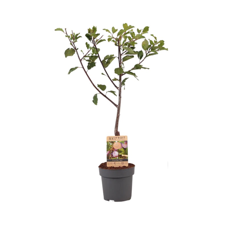 Pruimenboom